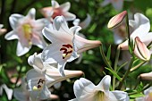 LILIUM LONGIFLORUM BELLSONG