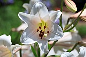 LILIUM LONGIFLORUM BELLSONG