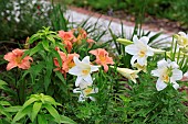 LILIUM GARDEN AFFAIR and HEMEROCALLIS PERSIAN MARKET