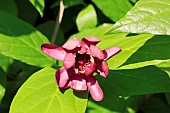 CALYCANTHUS FLORIDUS APHRODITE