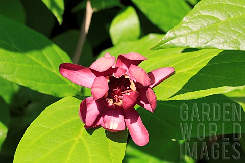 CALYCANTHUS_FLORIDUS_APHRODITE