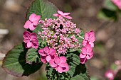 HYDRANGEA SERRATA TUFF STUFF RED