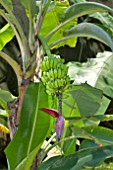 MUSA, BANANA PLANT WITH FRUIT AND FLOWER