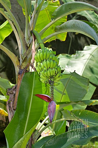 MUSA_BANANA_PLANT_WITH_FRUIT_AND_FLOWER