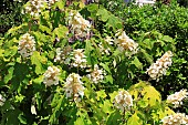 HYDRANGEA QUERCIFOLIA