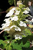 HYDRANGEA QUERCIFOLIA