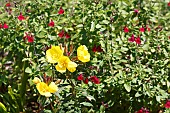 OENOTHERA FRUTICOSA AND SALVIA MYCROPHYLLA X GREGGII HEATWAVE BLAZE