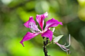 BAUHINIA FLOWER