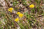 YELLOW DAISY LIKE FLOWERS GROWING IN A WILDFLOWER MEADOW.  ACCORDING TO THE IDENTIFICATION SIGN, THESE ARE OSTEOSPERMUM HYBRID