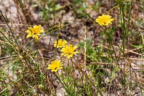 YELLOW_DAISY_LIKE_FLOWERS_GROWING_IN_A_WILDFLOWER_MEADOW__ACCORDING_TO_THE_IDENTIFICATION_SIGN_THESE