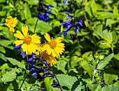 TITHONIA DIVERSIFOLIA AND SALVIA GUARANTICA BLACK AND BLUE