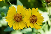 TITHONIA DIVERSIFOLIA