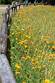 ESCHSCHOLZIA CALIFORNICA IN THE WILDFLOWER MEADOW IN SEA PINES FOREST PRESERVE, HILTON HEAD ISLAND