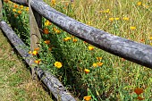 ESCHSCHOLZIA CALIFORNICA IN THE WILDFLOWER MEADOW IN SEA PINES FOREST PRESERVE, HILTON HEAD ISLAND