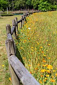 ESCHSCHOLZIA CALIFORNICA IN THE WILDFLOWER MEADOW IN SEA PINES FOREST PRESERVE, HILTON HEAD ISLAND