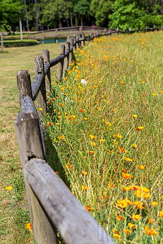 ESCHSCHOLZIA_CALIFORNICA_IN_THE_WILDFLOWER_MEADOW_IN_SEA_PINES_FOREST_PRESERVE_HILTON_HEAD_ISLAND