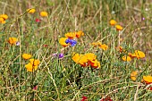 ESCHSCHOLZIA CALIFORNICA AND CENTAUREA CYANUS IN THE WILDFLOWER MEADOW IN SEA PINES FOREST PRESERVE, HILTON HEAD ISLAND