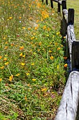 ESCHSCHOLZIA CALIFORNICA IN THE WILDFLOWER MEADOW IN SEA PINES FOREST PRESERVE, HILTON HEAD ISLAND