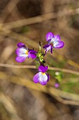 LINARIA MAROCCANA