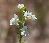 LINARIA MAROCCANA