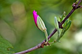 BAUHINIA BUD