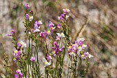 LINARIA MAROCCANA