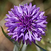 CENTAUREA CYANUS