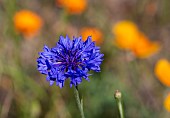 CENTAUREA CYANUS WITH ESCHSCHOLZIA CALIFORNICA