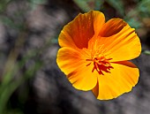 ESCHSCHOLZIA CALIFORNICA