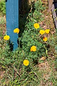 ESCHSCHOLZIA CALIFORNICA