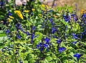 SALVIA GUARANTICA BLACK AND BLUE WITH TITHONIA DIVERSIFOLIA