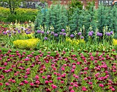 Alliums and camassia form a backdrop to rows of clustered pink and red flowers in May