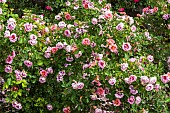 Clustered, semi-double rose with orange red blooms that fade to lavender.