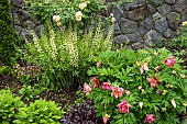 White lupins, pink peonies, and  white roses flower in a walled border in May