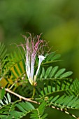 CALLIANDRA SURINAMENSIS