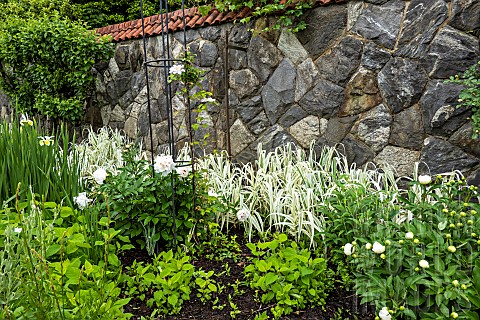 A_white_border_with_bunchgrass_clematis_and_peonies_in_the_walled_garden_at_Biltmore_Estates_in_May