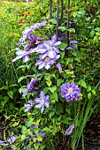 Lavender blue clematis, double and single flowers at Biltmore Estates gardens in May