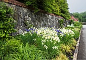 Blue and white Siberian irises in the walled garden at Biltmore Estates in early May.