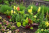 Vegetables, herbs, and flowers in a border.  Swiss chard, chives, snapdragons, and pansies are companion plants in the May border.