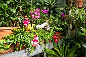 Phalaenopsis,  moth orchids, catteleya, miltonia, miltoniopsis, orchids in the glass houses at Biltmore Estates
