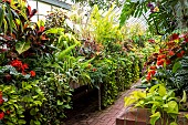 Colourful tropical plants grow in profusion in the glass house at Biltmore Estates