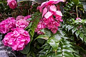 Medinilla magnnifica or rose grape with pink hydrangea macrophylla, big leaf hydrangea, growing in the tropical greenhouse at Biltmore Estates