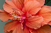 Beautiful orange bloom of hibiscus rosa sinensis, a evergreen flowering shrub., also called rose mallow or china rose.