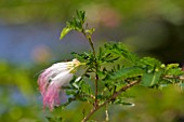 CALLIANDRA SURINAMENSIS