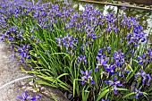 Iris sibirica, Siberian iris is a massed planting in the formal gardens at Biltmore Estates, North Carolina