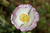 Papaver nudicaule, Iceland poppy, Arctic poppy Icelandic poppy, meconopsis nudicaulis, growing in the Sea Pines Forest Preserve wildflower meadow in Hilton Head Island, South Carolina