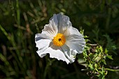 Argemone albiflora, white prickly poppy, bluestem prickly poppy, Texas prickly poppy growing in the wildflower meadow at Sea Pines Forest Preserve, Hilton Head Island, South Carolina