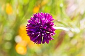 Purple Centaurea cyanus, cornflower,, growing in the wildflower meadow at Sea Pines Forest Preserve, Hilton Head Island, South Carolina