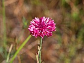 Bright pink Centaurea cyanus, cornflower,, growing in the wildflower meadow at Sea Pines Forest Preserve, Hilton Head Island, South Carolina