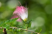 CALLIANDRA SURINAMENSIS